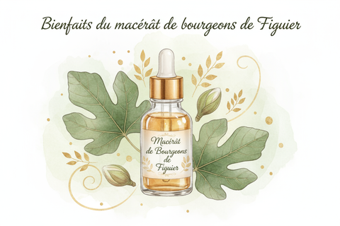 illustration du blog:bienfaits du macérat de bourgeons de figuier