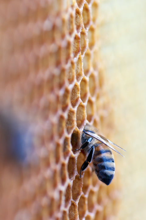 Les Produits de la ruche-Apithérapie