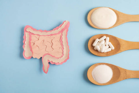 Tout savoir sur les probiotiques dans les compléments alimentaires !