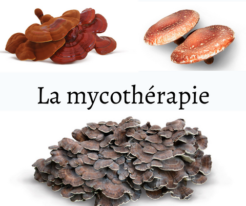 Mycothérapie, à la découverte des champignons qui soignent.