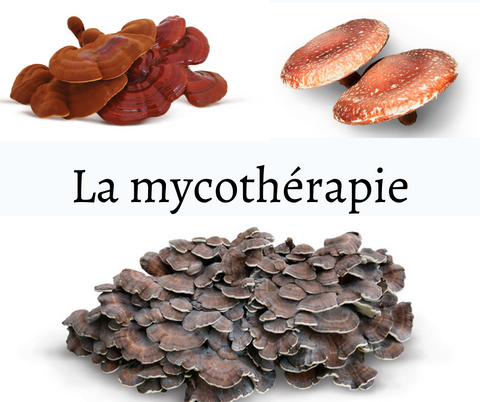 Mycothérapie : Les Champignons