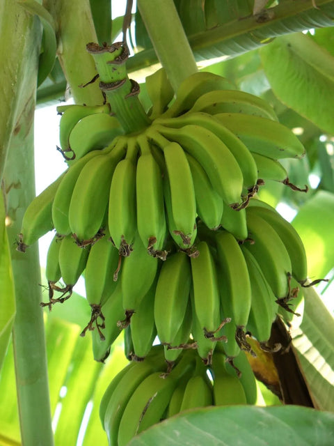 Bananes longues séchées-100g-Les Accents du Soleil