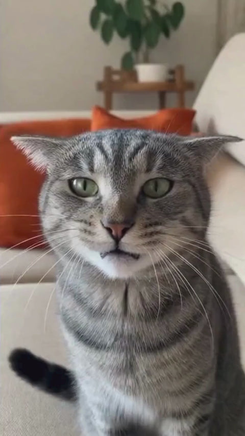 Flores de Bach para Animales Estresados-spray 10ml-Provence Santé